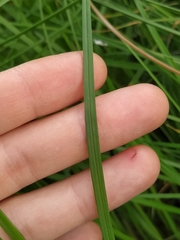 Cyperaceae
