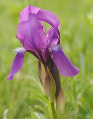 Iris aphylla
