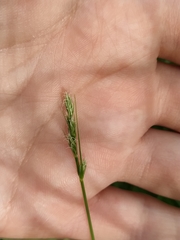 Cyperaceae