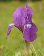 Iris aphylla