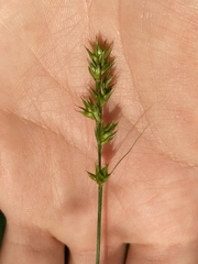 Cyperaceae