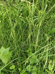 Cyperaceae