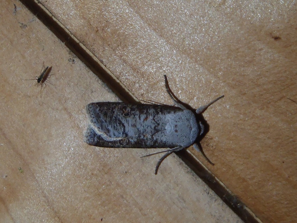 Praina molitrix