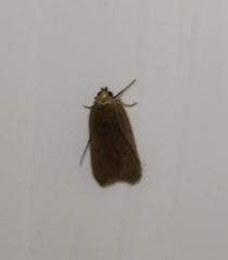 Acompsia cinerella