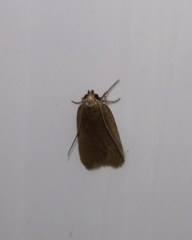 Acompsia cinerella