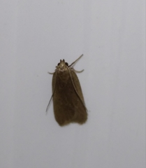 Acompsia cinerella