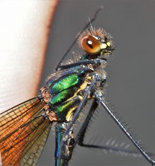 Calopteryx amata