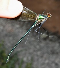 Calopteryx amata