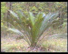 Macrozamia communis