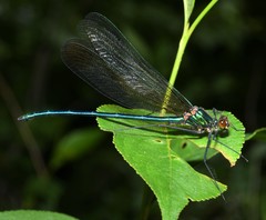 Calopteryx amata