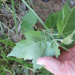 Vitis acerifolia