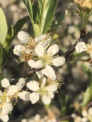 Prunus pumila