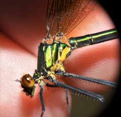 Calopteryx amata