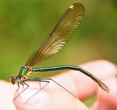 Calopteryx amata