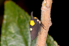 Enchophyllum quinquemaculatum