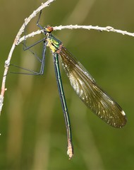 Calopteryx amata