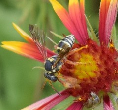 Nomada texana