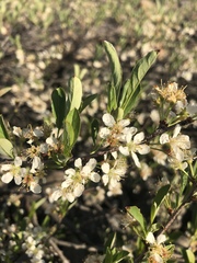 Prunus pumila