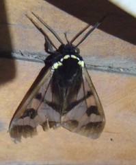 Dysschema leucophaea