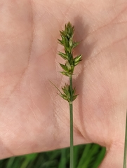 Cyperaceae