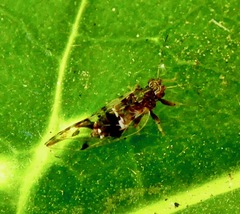 Bactericera maculipennis