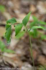 Polygonatum
