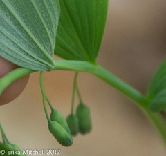 Polygonatum