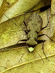 Apterodela unipunctata