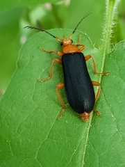Neopyrochroa flabellata