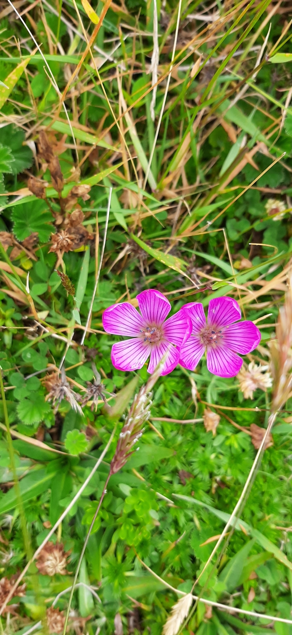 Gentianella cerastioides image