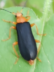 Neopyrochroa flabellata
