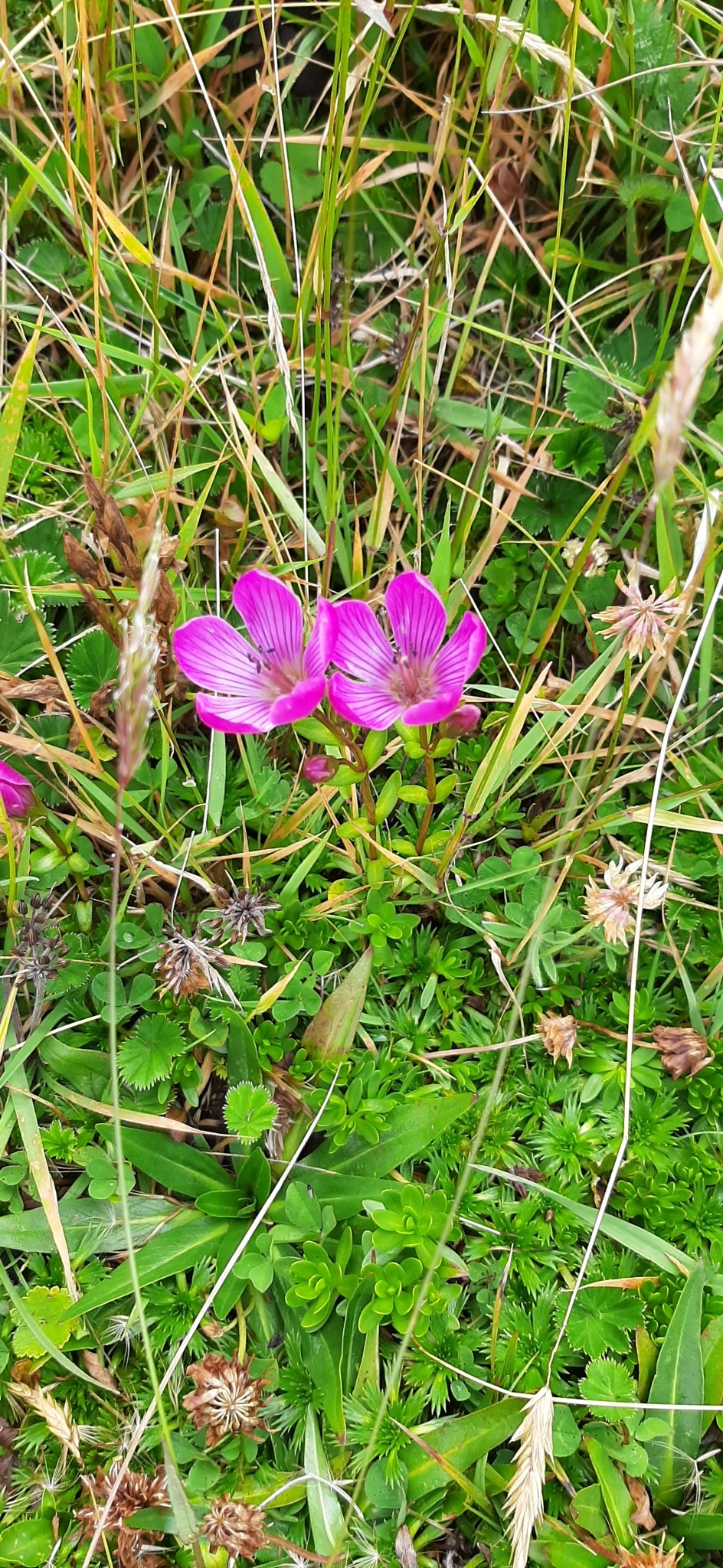 Gentianella cerastioides image