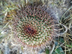 Mammillaria gigantea