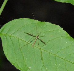 Epiphragma