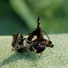 Thyris maculata