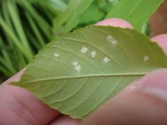 Pseudomicrostroma juglandis