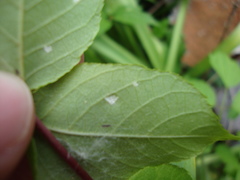 Pseudomicrostroma juglandis