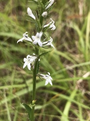 Lobelia spicata
