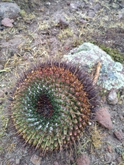 Mammillaria gigantea