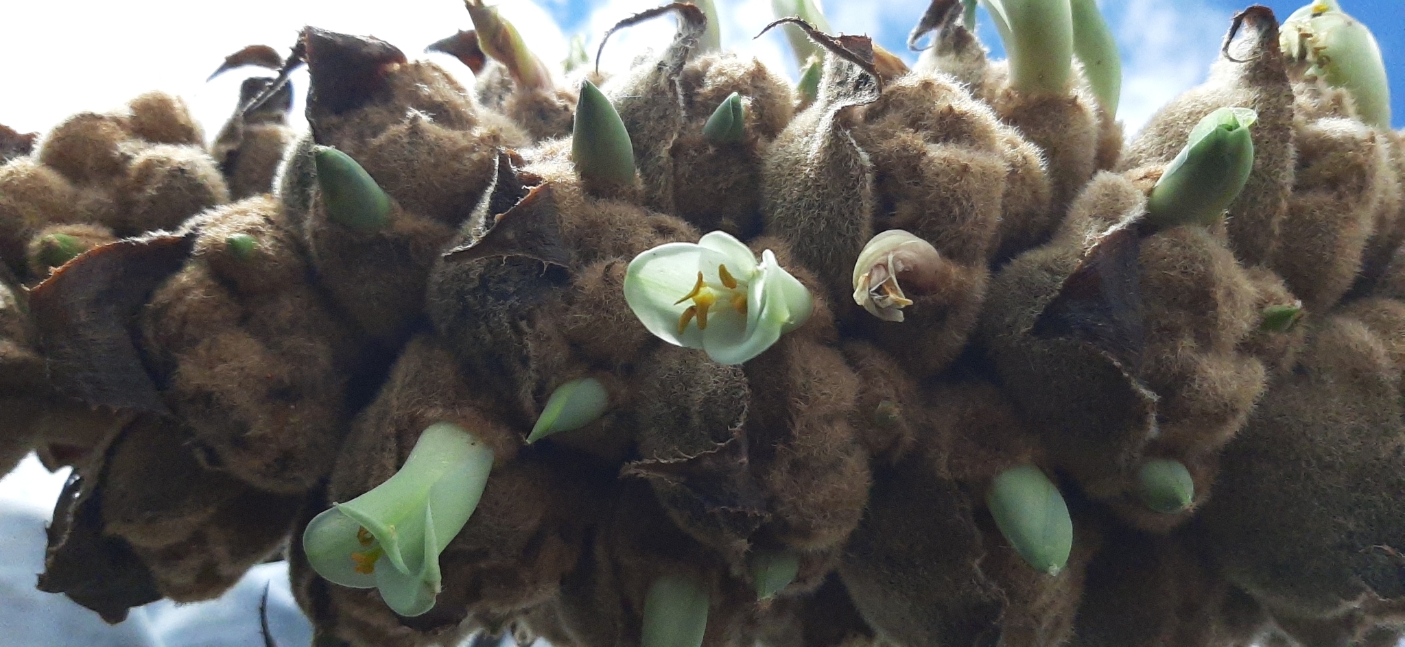 Puya glomerifera image