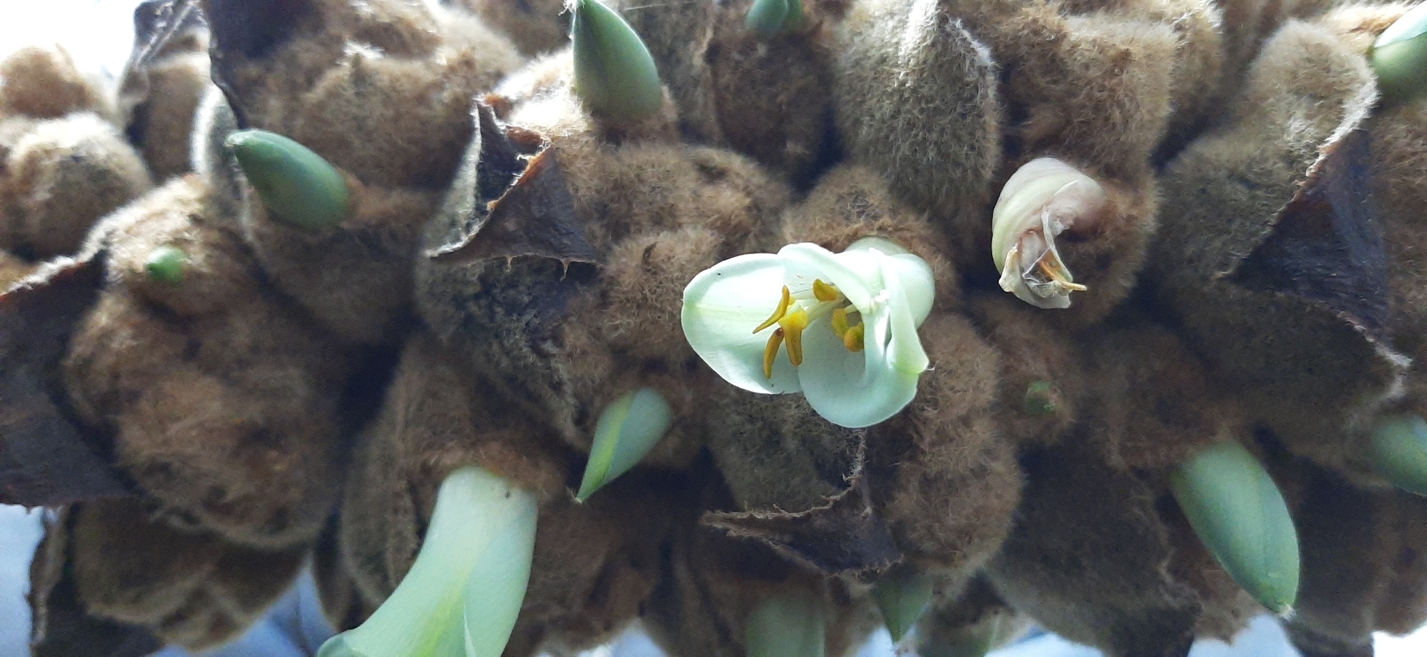 Puya glomerifera image