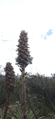 Puya glomerifera