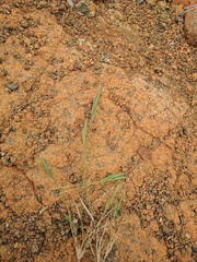 Brachypodium distachyon