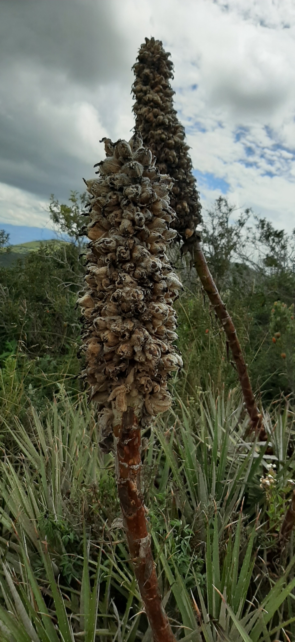 Puya glomerifera image