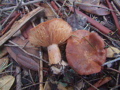 Lactarius subviscidus