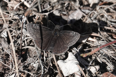Erynnis persius borealis