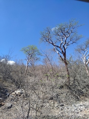 Bursera morelensis
