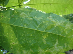 Pseudomicrostroma juglandis