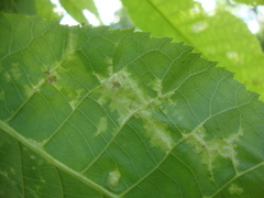 Pseudomicrostroma juglandis