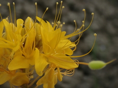 Cleomella platycarpa